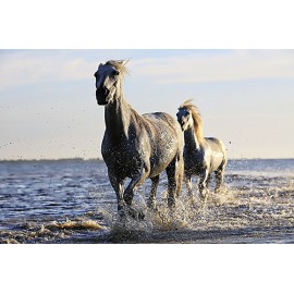 Fototapetai Balti žirgai bėga per vandenį